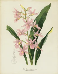 Die Rosige Limatode, Limatodes Rosea